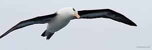 Albatross in flight
© Bob Zuur / WWF Albatross in flight
© Bob Zuur / WWF