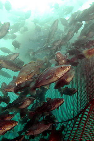 Farmed Atlantic cod in fish farm in Bergen, Norway
© Rudolf Svenson / WWF
© Rudolf Svenson / WWF