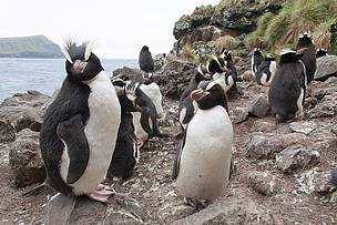 Erect-crested penguins are among the diverse range of species found at the Antipodes Islands
© Bob Zuur / WWF Erect-crested penguins are among the diverse range of species found at the Antipodes Islands
© Bob Zuur / WWF