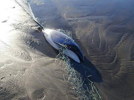 One of an estimated 110 to 150 Hector's dolphins that die in commercial set nets every year
© Martin Abel rel=