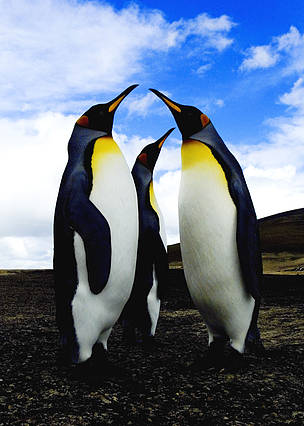 King penguins (Aptenodytes patagonicus), Antarctica.
© © Wim van Passel / WWF
© © Wim van Passel / WWF
