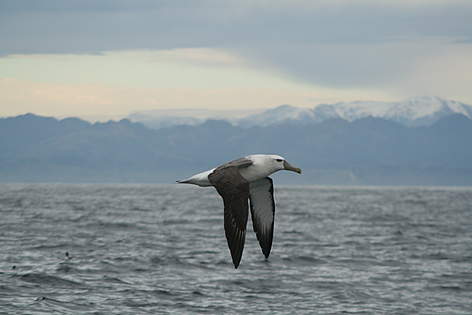 Adult shy albatross from the Auckland Islands in flight about 5 miles off Kaikoura Peninsula
© Peter Langlands Adult shy albatross from the Auckland Islands in flight about 5 miles off Kaikoura Peninsula rel=