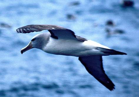 Salvin's albatross. Now classified by the IUCN at vulnerable to extinction.
© (C) Flukephotography@gmail.com / WWF-New Zealand Salvin's albatross rel=