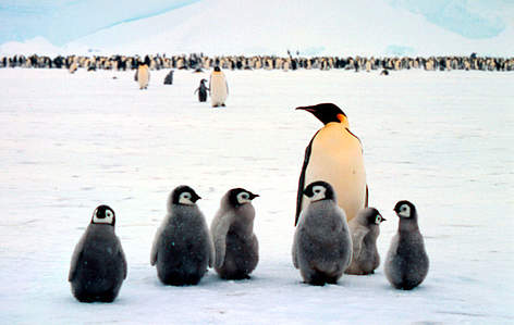 Aptenodytes forsteri Emperor penguin Adult with chicks, colony in background Dawson-Lambton ...
© Fritz Pölking / WWF rel=