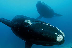 Southern right whales (Eubalaena australis) underwater off the Auckland Islands, New Zealand (sub ...
© Brian J. Skerry / National Geographic Stock / WWF
© Brian J. Skerry / National Geographic Stock / WWF