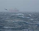 A bird flying over the icy waves and a trawler in the mist.