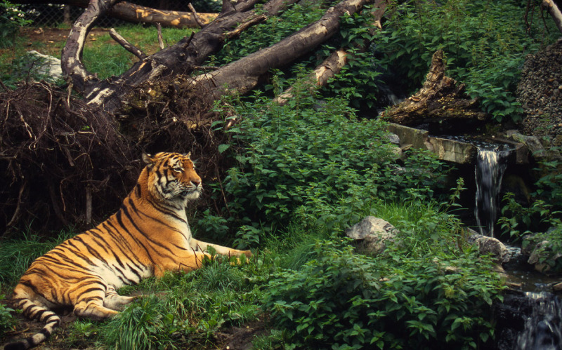 Timber firm could axe endangered Amur tiger habitat | WWF New Zealand