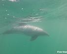 A Maui's dolphin swimming off the coast of Port Waikato. The image was taken by lifeguard Taylor Shrimpton and reported to WWF's public sightings line.